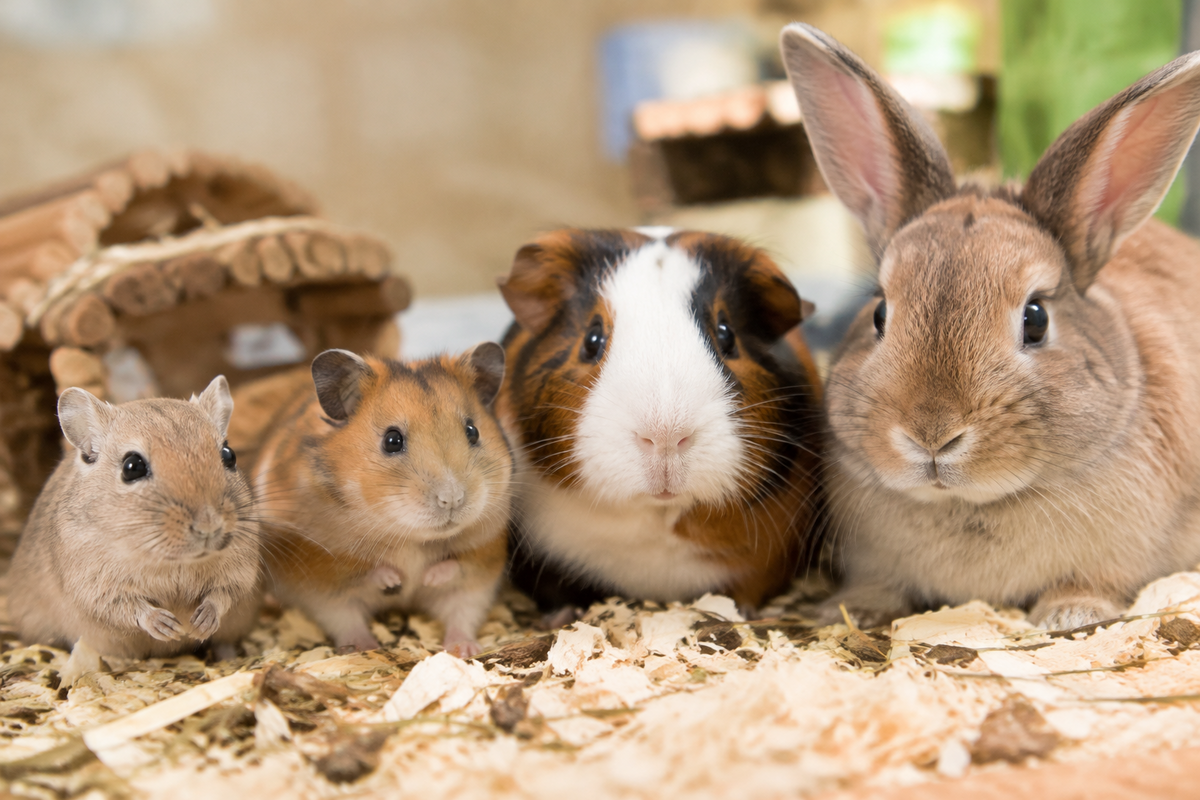 Small Pets