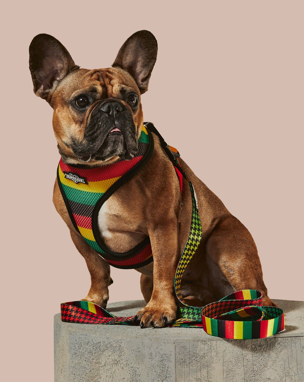 Dog Leash