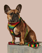 Dog Leash