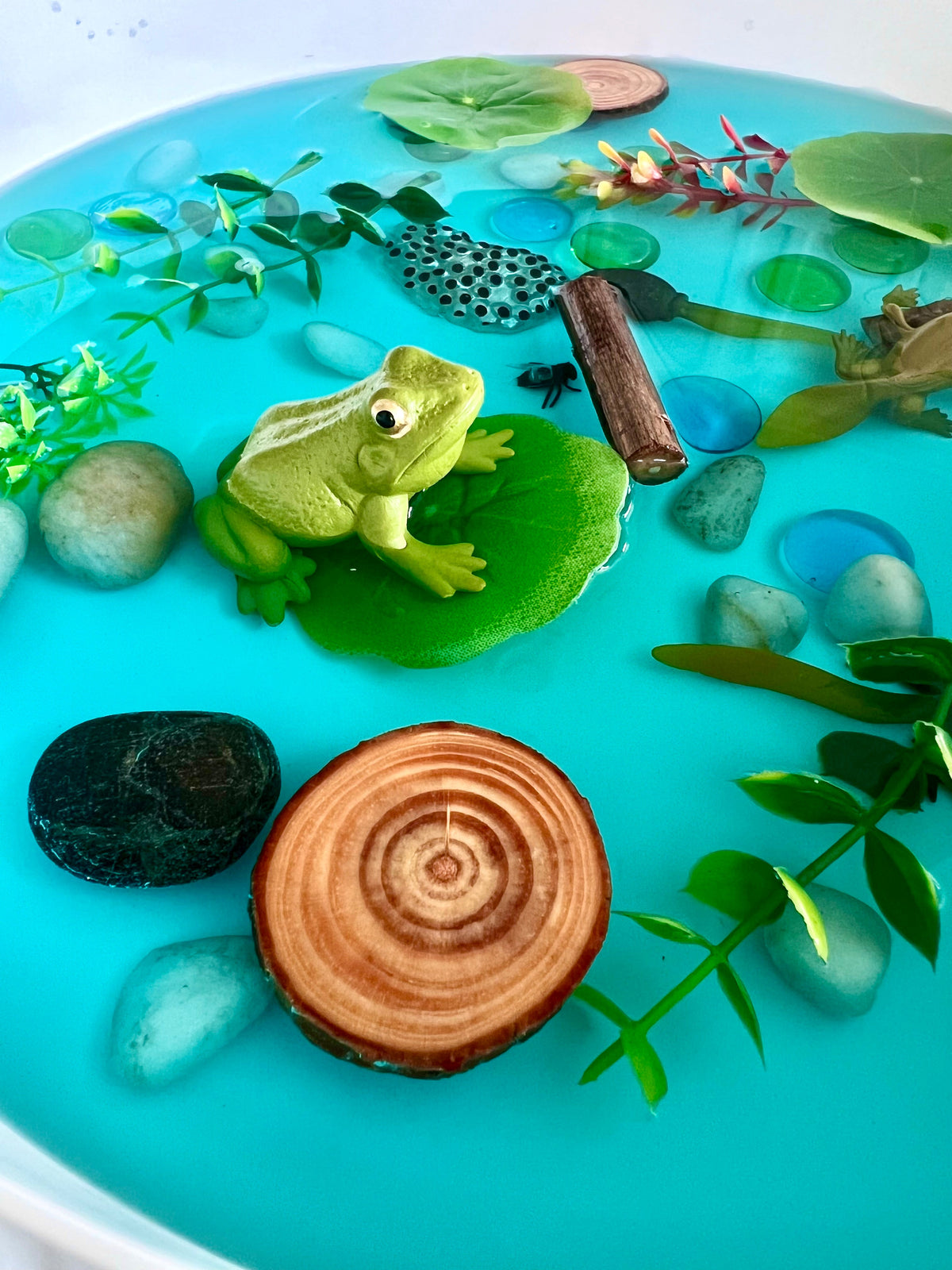 Frog Pond Life Cycle Kit And Water Play