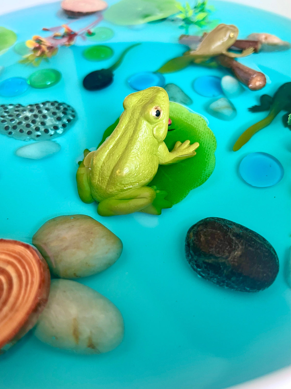 Frog Pond Life Cycle Kit And Water Play