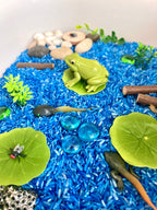 Frog Pond Life Cycle Kit And Water Play