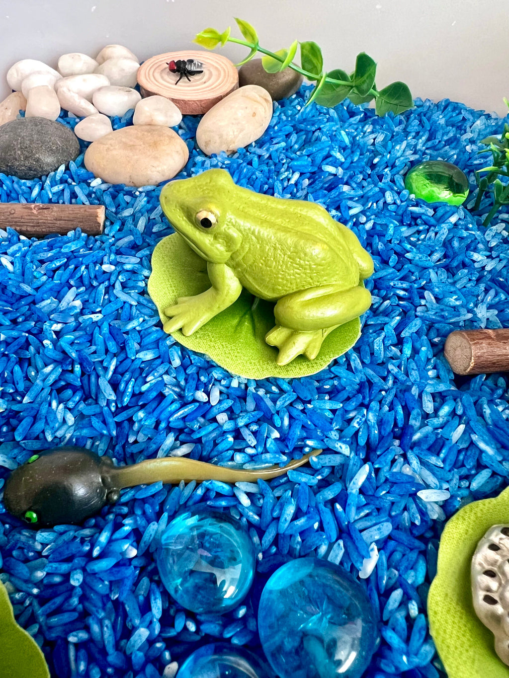 Frog Pond Life Cycle Kit And Water Play