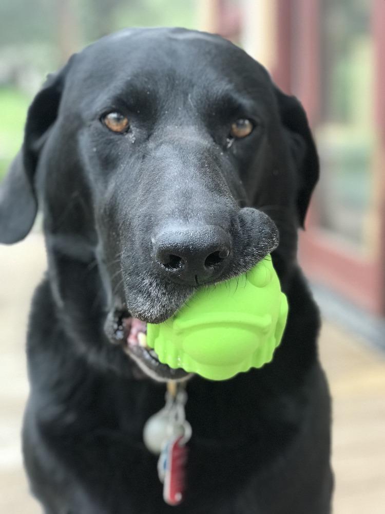 Bull Frog Dog Chew Toy