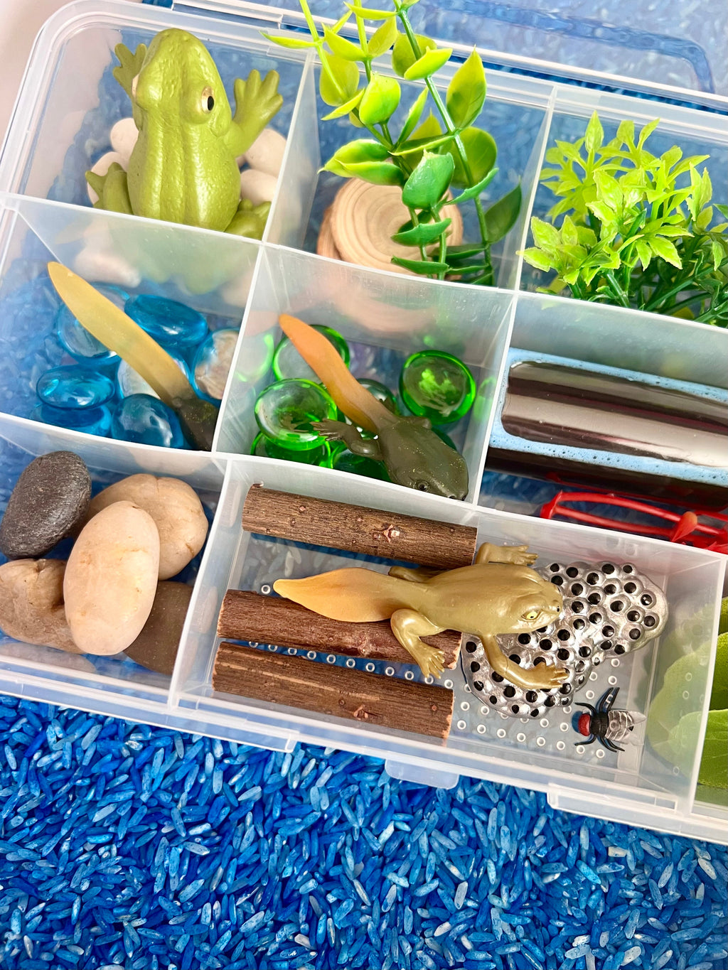 Frog Pond Life Cycle Kit And Water Play