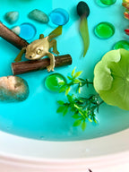 Frog Pond Life Cycle Kit And Water Play