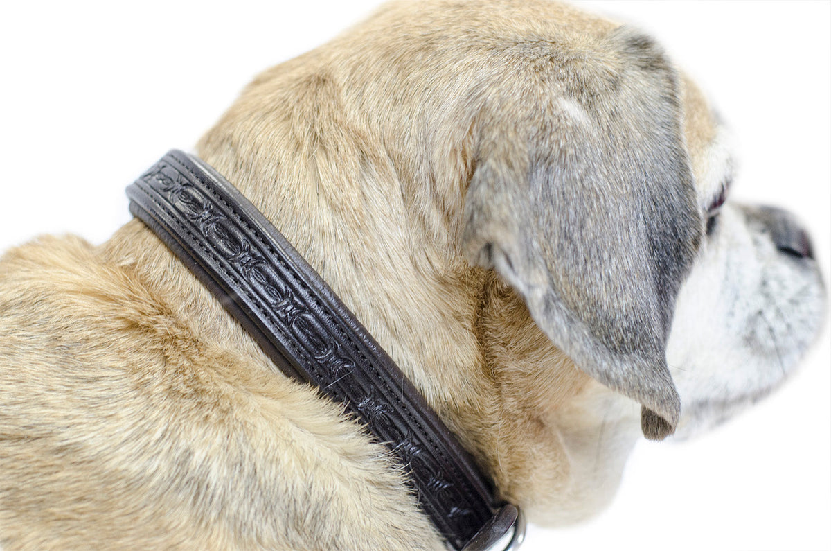 Dog Collar with Stainless Steel Rolled Buckle for Comfort