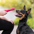 Dog Chew Toy