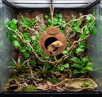 Eco Friendly Reptile Hanging Home