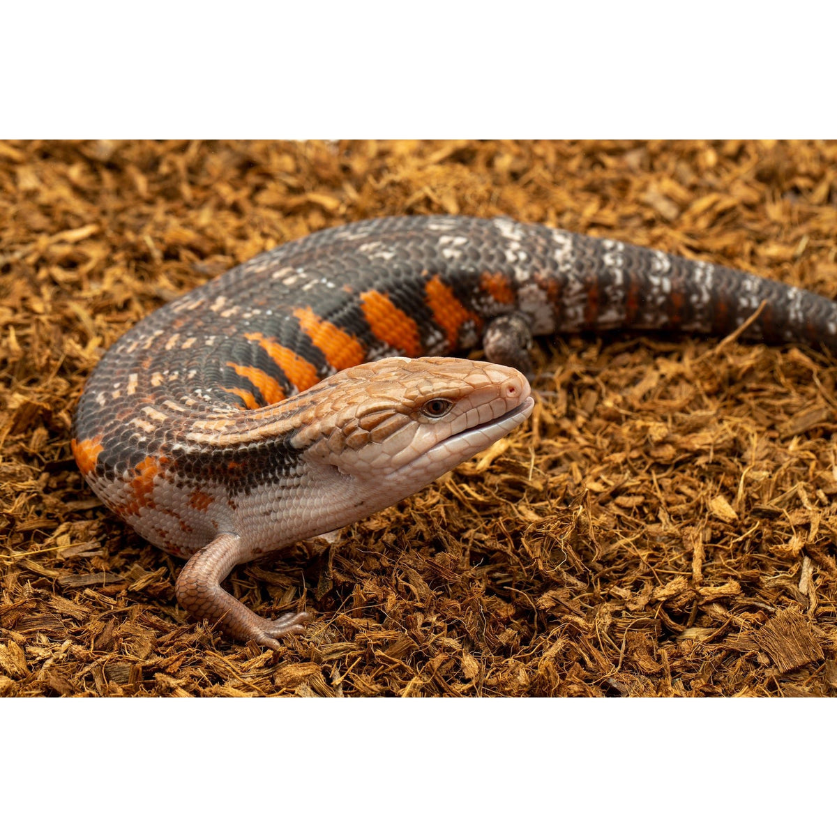 Fine Coconut Substrate Mix