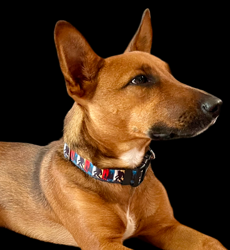 Bigfoot Green Dog Collar MD, LG, XL, Leash