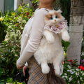 Ragdoll Cat Backpack –  Travel