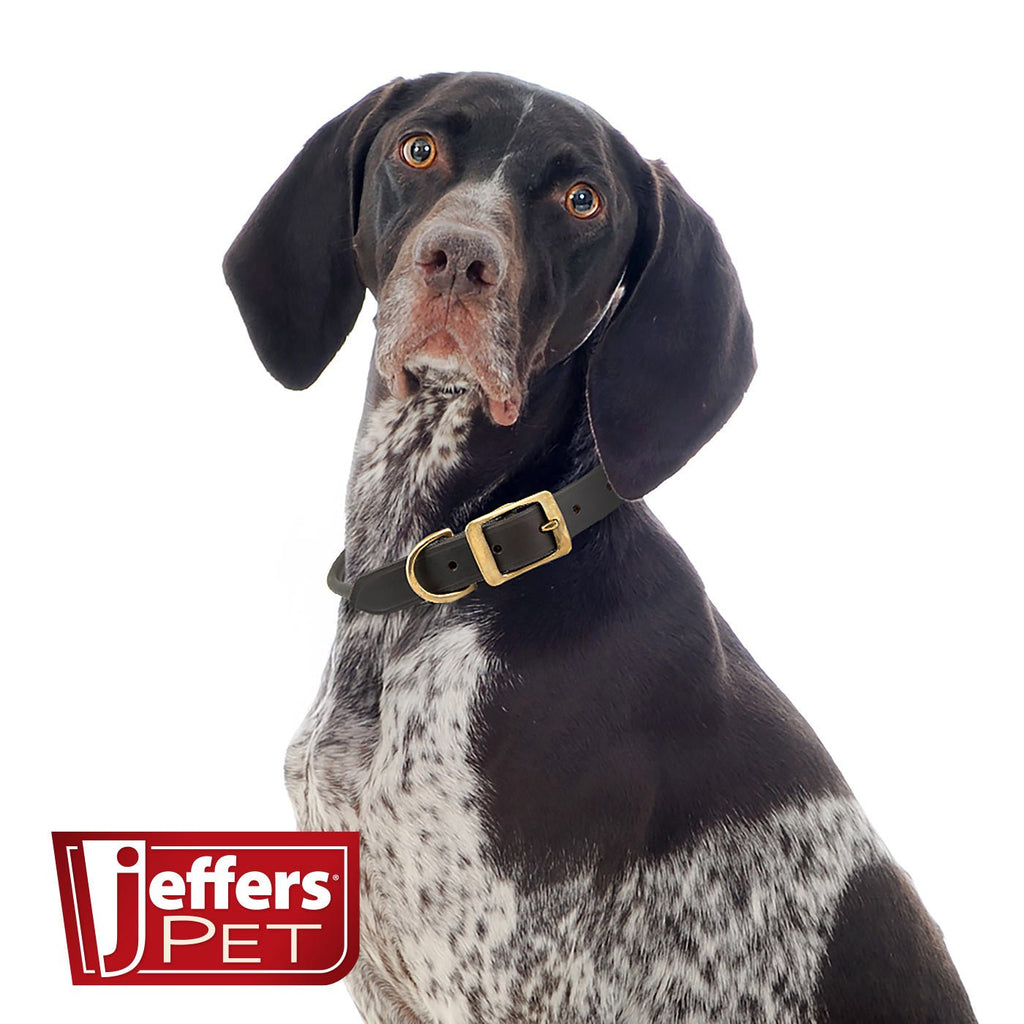 Leather Dog Collars with Brass Hardware