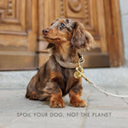 Leash 4ft - Vegan Leather