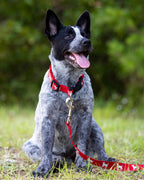 Reflective Dog Collar