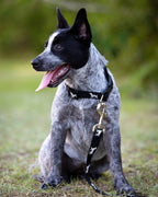 Reflective Dog Collar